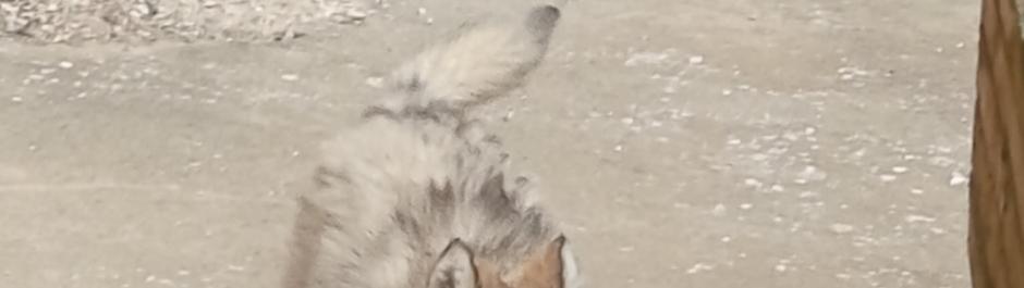 chiot husky sibérien femelle, husky sibérien Doubs, ékevage husky sibérien Belleherbe