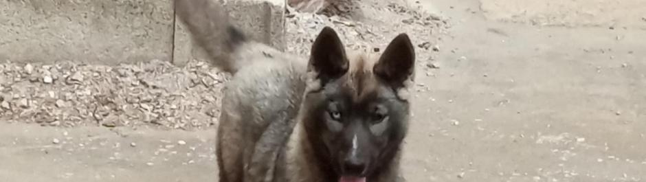 chio femelle husky disponible, husky élevage doubs, élevage husky Belleherbe