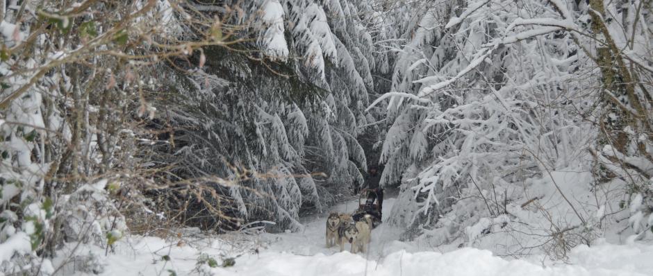 Baptême en chien de traineau à la Ferme sur la Roche