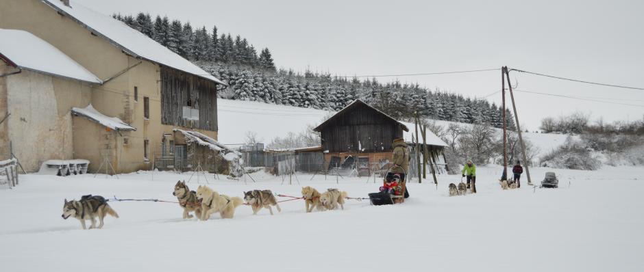 Attelages de chiens de traineau Les Nordiques de la Ferme sur la Roche