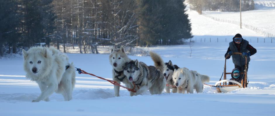 initiation chiens de traineau, balade chiens de traineau, Doubs Jura 