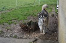 Grizzly nouveau arrivant