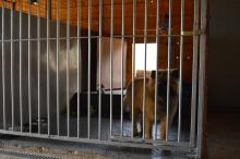 chien en pension, pension canine située dans le Doubs entre Besançon Pontarlier et Montbéliard