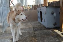 chiens  de traineau franche comté, husky, les nordiques de la ferme sur la roche