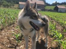 husky sibérien, élevage husky Belleherbe