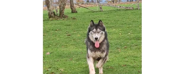 femelle husky sibérien, élevage husky sibérien Belleherbe, élevage husky sibérien Franche Comté, husky sibérien