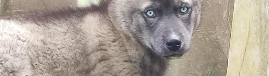 Chiot mâle husky disponible