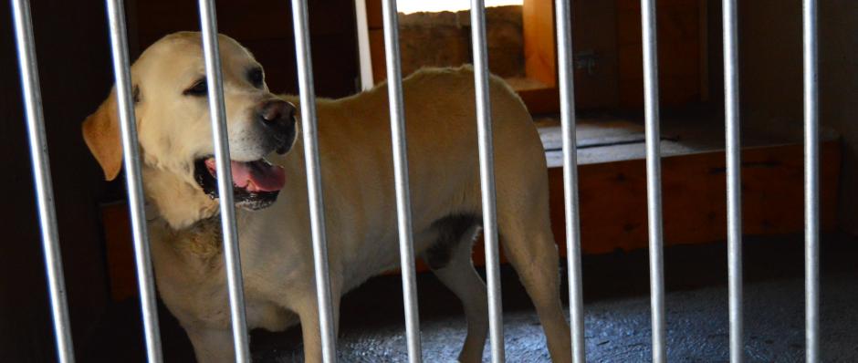 Box intérieur individuel suffisamment assez grand pour recevoir 2 chiens de la même famille pension canine de la Ferme sur la Roche