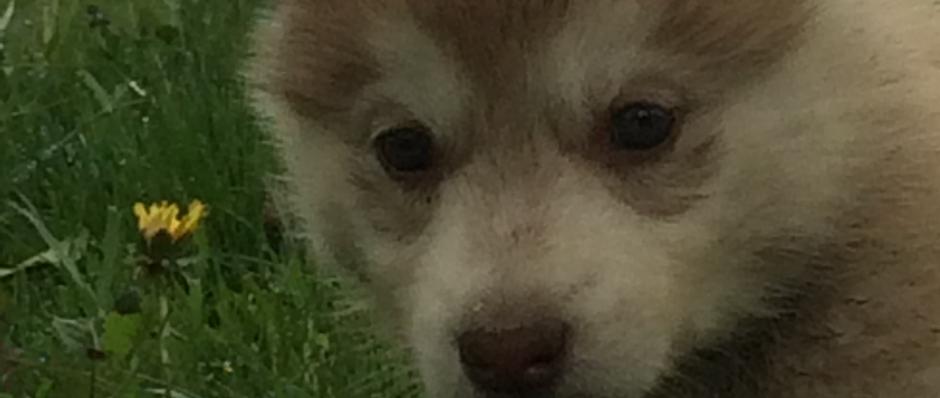 chiot husky, chiens de traineau franche comte jura, élevage de husky, les nordiques de la ferme sur la roche, Belleherbe, chiens polaires