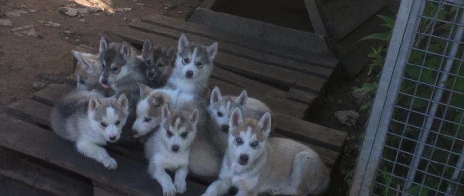 husky sibérien, élevage Belleherbe, chiots husky sibérien