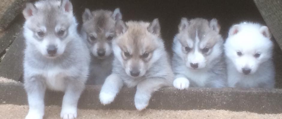 chiens  husky sibérien, élevage Belleherbe, élevage husky sibérien, chiot husky sibérien Doubs