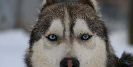 chien de traineau husky Les nordiques de la Ferme sur la Roche