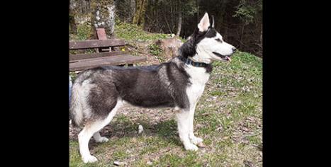 femelle husky sibérien