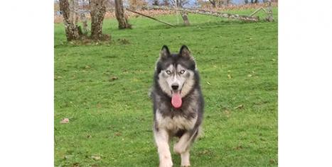 femelle husky sibérien, élevage husky sibérien Belleherbe, élevage husky sibérien Franche Comté, husky sibérien