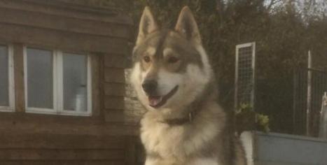 husky mâle, husky sibérien, élevage husky Belleherbe