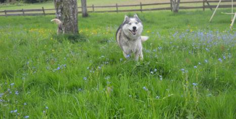 husky sibérien 