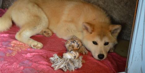 akita inu