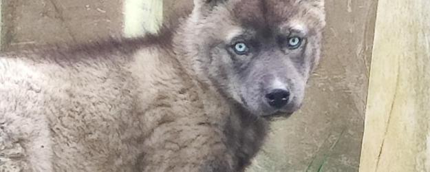 Chiot mâle husky disponible