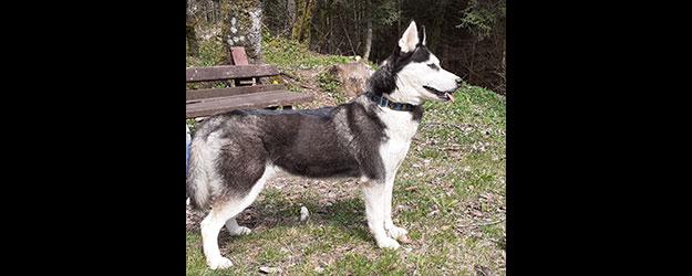 femelle husky sibérien