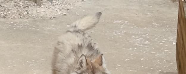 chiot husky sibérien femelle, husky sibérien Doubs, ékevage husky sibérien Belleherbe
