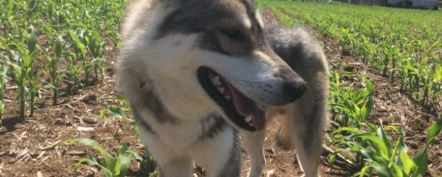 husky sibérien, élevage husky Belleherbe