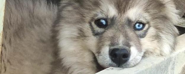 Chiot femelle husky disponible