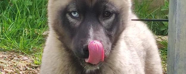 Chiot femelle husky disponible