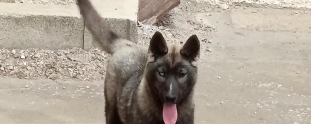 chio femelle husky disponible, husky élevage doubs, élevage husky Belleherbe